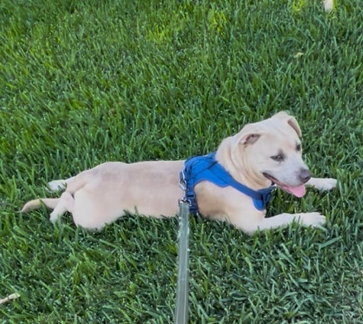 Pet